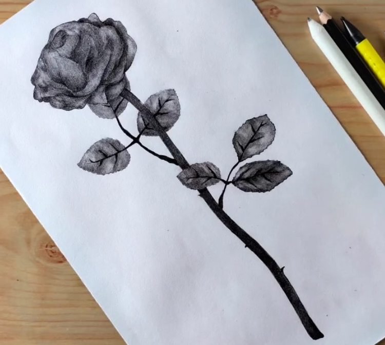 Beautiful Black Rose Drawing